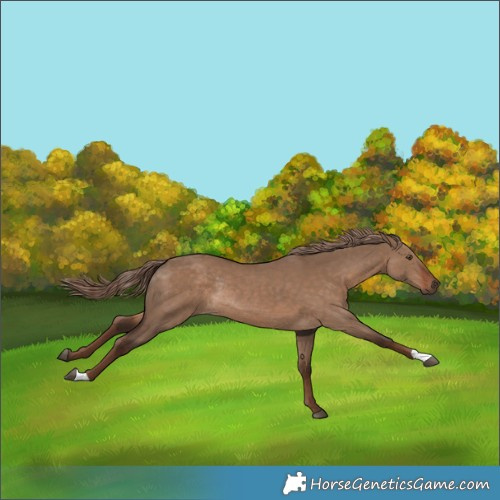 Horse Color:Liver Red Dun Rabicano 