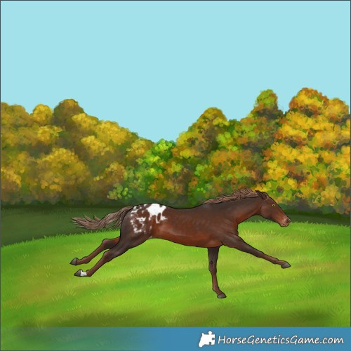 Horse Color:Liver Chestnut Blanket 