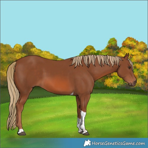 Horse Color:Unknown 
