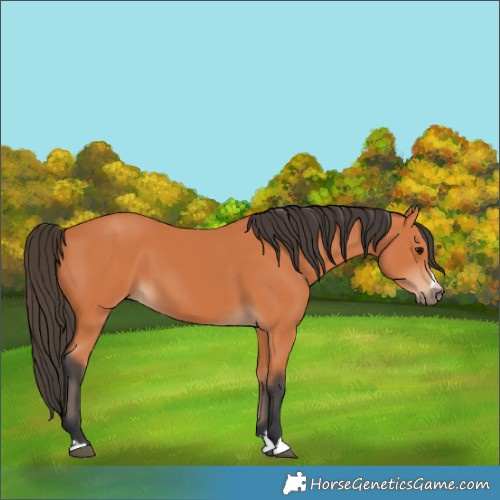 Horse Color:Bay 
