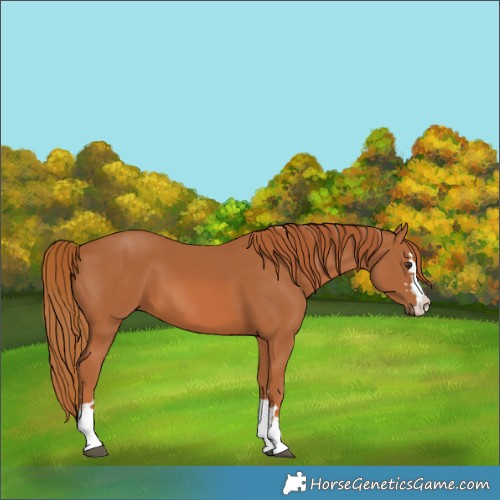 Horse Color:Chestnut 