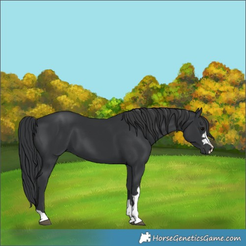 Horse Color:Black 