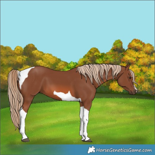 Horse Color:Chestnut Tobiano 