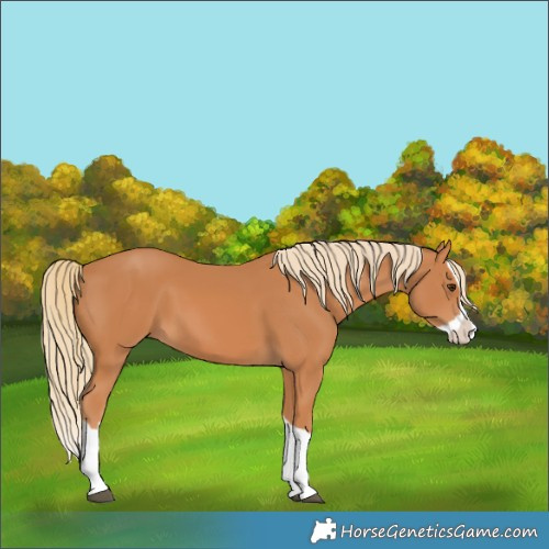 Horse Color:Chestnut Splash