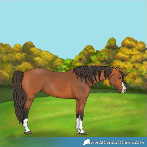 Horse Color:Bay 