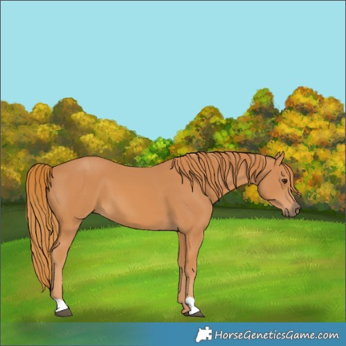 Horse Color:Chestnut 