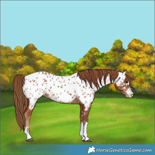 Horse Color:Chestnut Near Leopard 