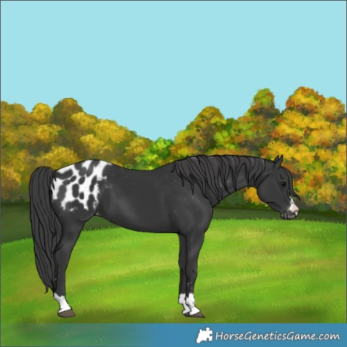 Horse Color:Black Blanket
