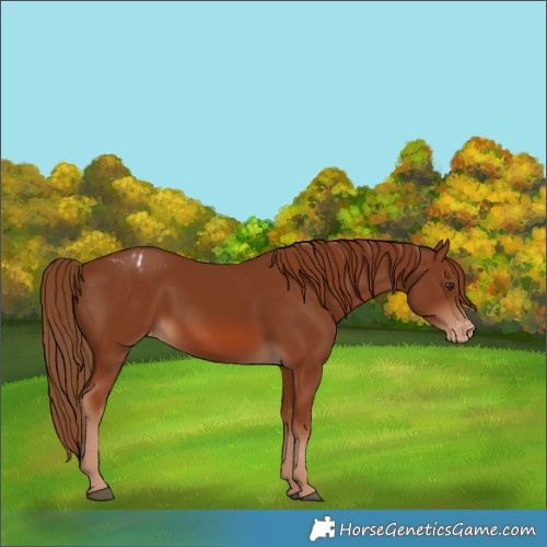 Horse Color:Chestnut Varnish 