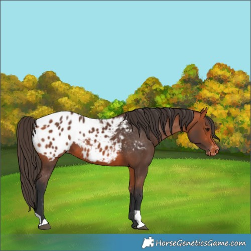 Horse Color:Bay Appaloosa 