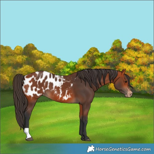 Horse Color:Bay Blanket