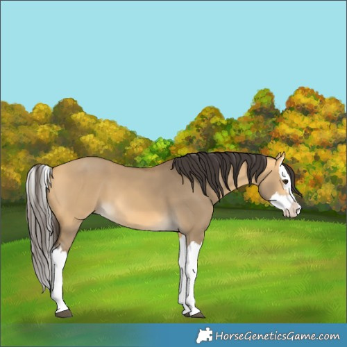 Horse Color:Buckskin Dun Splash 