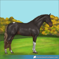 Horse Color:Liver Chestnut Tobiano