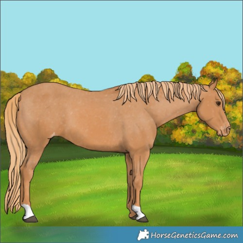Horse Color:Chestnut Varnish