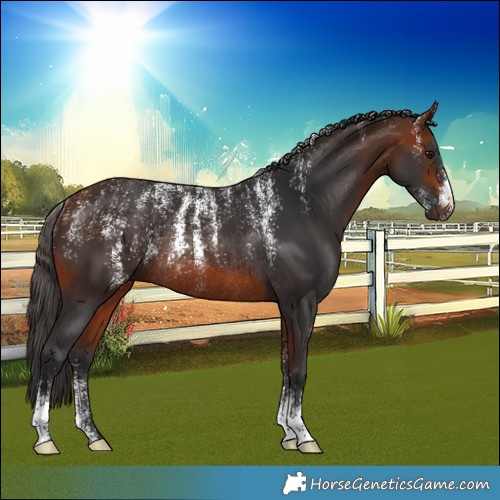 Horse Color:Powder White Bay Rabicano 