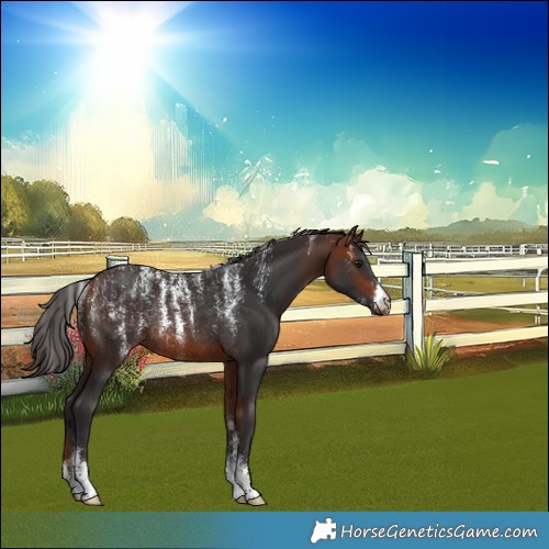 Horse Color:Powder White Bay Rabicano 