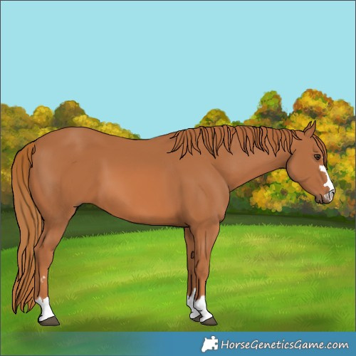 Horse Color:Chestnut 