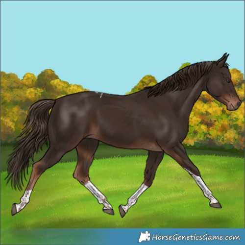 Horse Color:Liver Chestnut Tobiano 