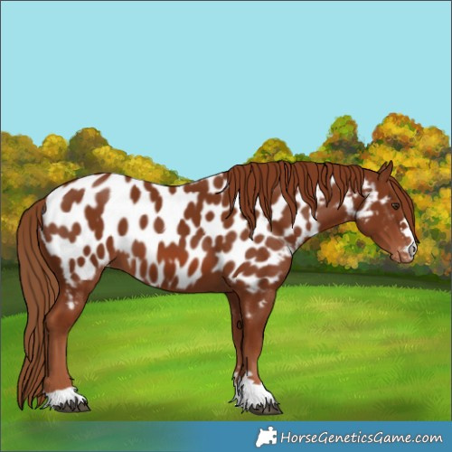 Horse Color:Chestnut Appaloosa