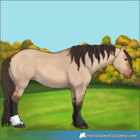 Horse Color:Bay Dun 