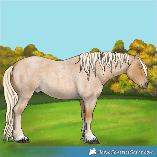 Horse Color:Palomino Roan