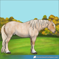 Horse Color:Palomino Roan 