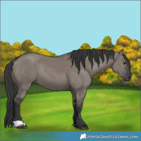 Horse Color:Grullo Rabicano 