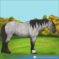 Horse Color:Smoky Grullo Roan
