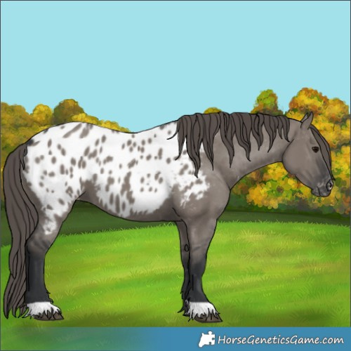 Horse Color:Grullo Appaloosa