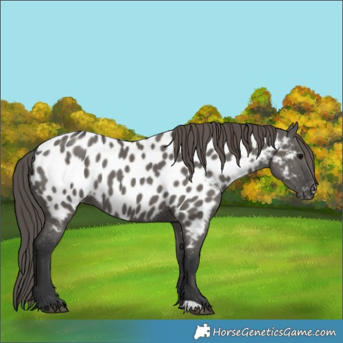 Horse Color:Grullo Near Leopard 