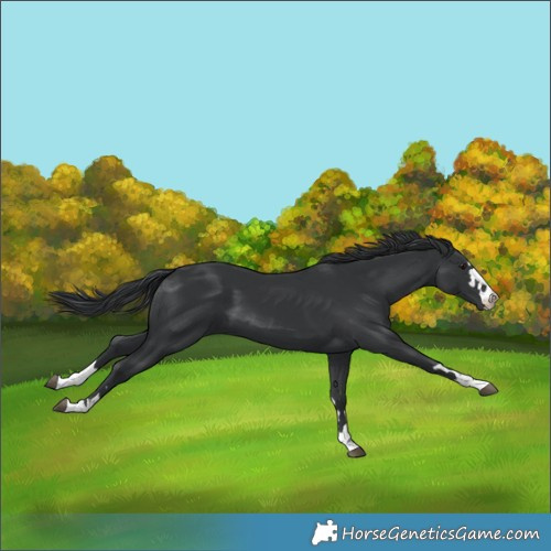 Horse Color:Black 