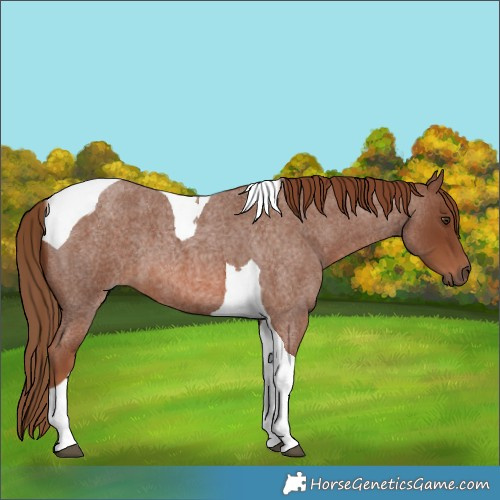Horse Color:Red Roan Tobiano