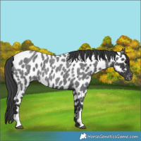 Horse Color:Blue Roan Appaloosa 