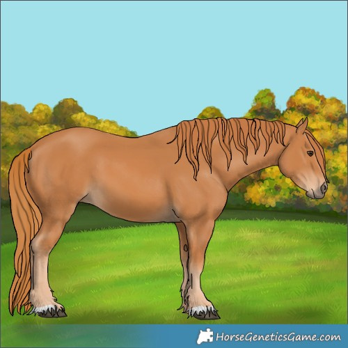 Horse Color:Unknown 