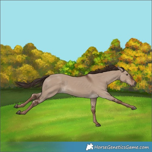 Horse Color:Liver Red Dun