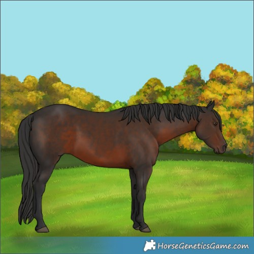 Horse Color:Liver Chestnut 