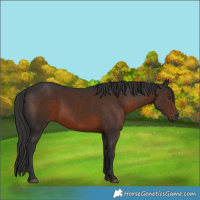 Horse Color:Liver Chestnut 