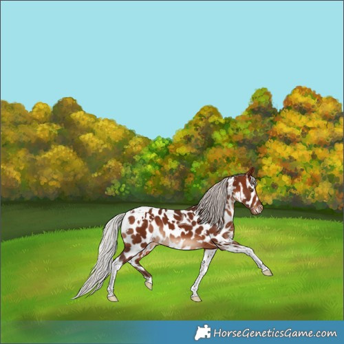 Horse Color:White Spotted Silver Bay Tobiano Near Leopard
