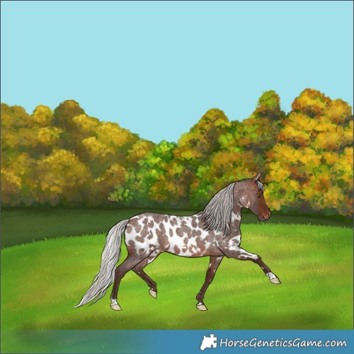 Horse Color:White Spotted Silver Brown Roan Near Leopard