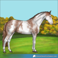 Horse Color:White Spotted Chestnut Sabino 