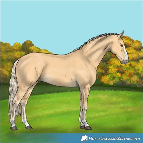 Horse Color:Palomino 