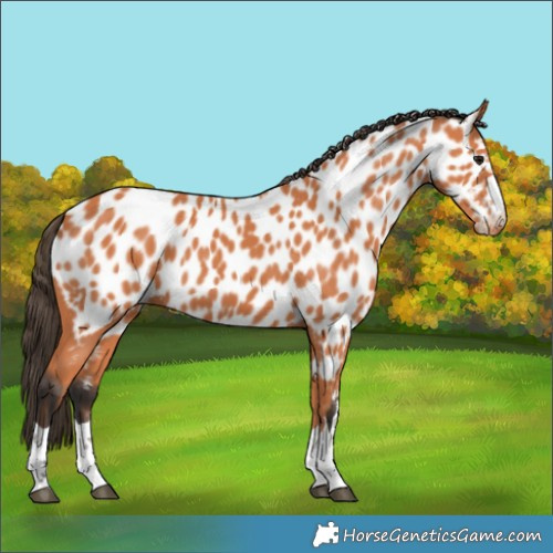 Horse Color:Bay Near Leopard