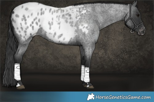 Horse Color:Blue Roan Blanket 
