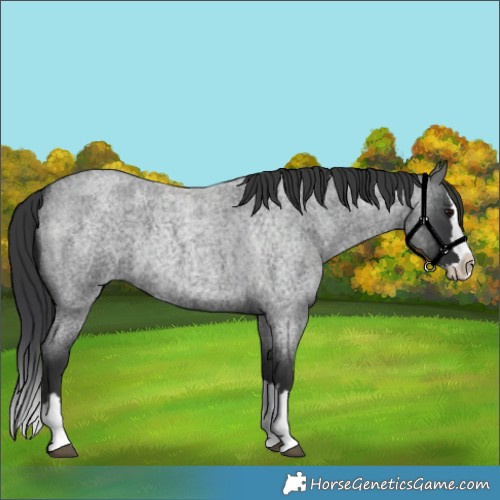 Horse Color:Blue Roan Splash 