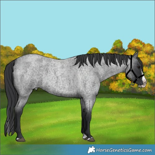 Horse Color:Blue Roan Splash 