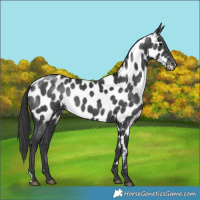 Horse Color:Black Near Leopard