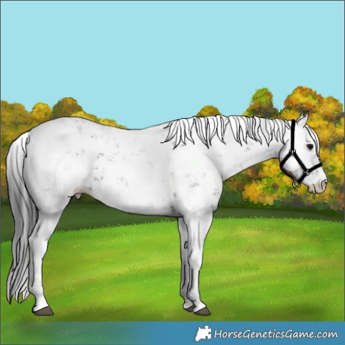 Horse Color:Black Sabino