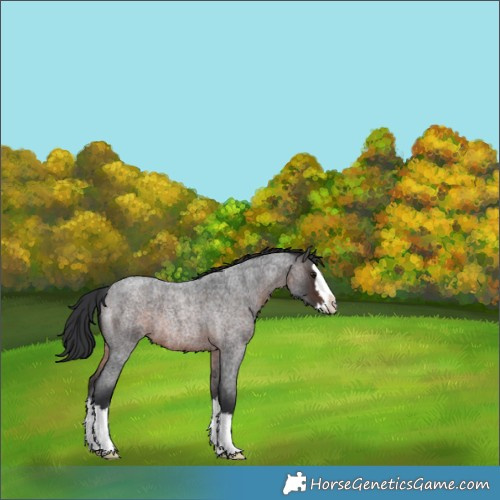 Horse Color:Brown Roan Splash Rabicano 