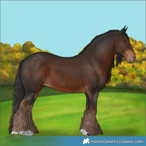 Horse Color:Liver Chestnut 