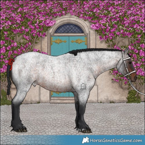 Horse Color:Brown Roan Rabicano